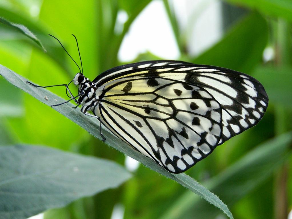 Weie Baumnymphe (Idea leuconoe), aufgenommen am 25.09.2008 im Schmetterlingspark Grevenmacher