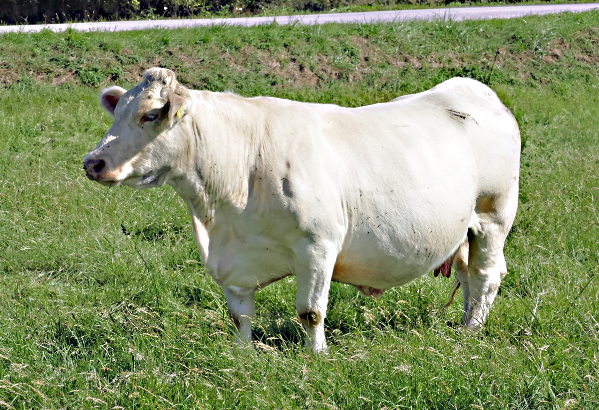 Weie Kuh auf einer Weide bei Eu-Arloff - 20.09.2019