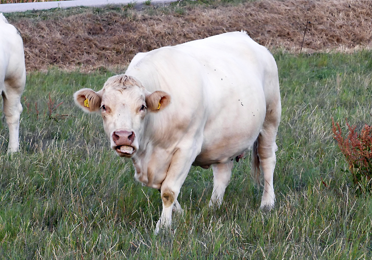 Weisse Kuh mit schlechten Manieren (streckt Zunge raus) auf einer Weide bei Arloff - 28.08.2018