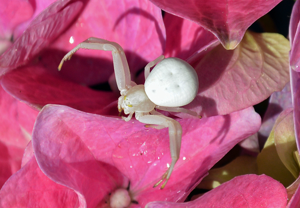 Weie Spinne auf Blte - 23.04.2014