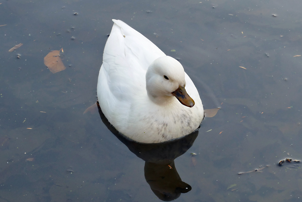 Weie Stockente im Teich am Schlo Gracht in Erftstadt-Liblar - 19.12.2019