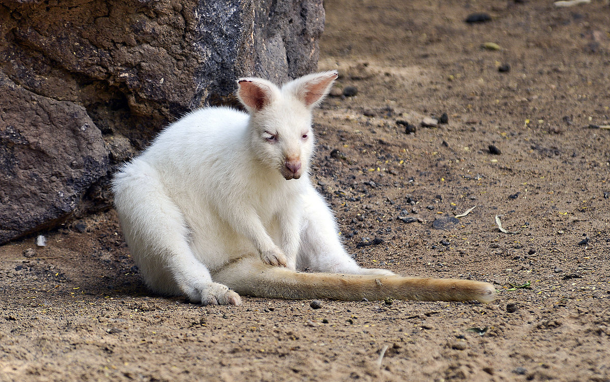 Weie Sumpfwallaby im Oasis Park auf der Insel Fuerteventura in Spanien.
Aufnahme: 19. Oktober 2017.