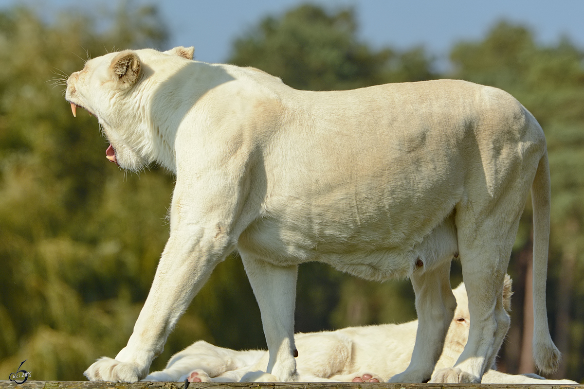 Weie Transvaal-Lwen im Zoo Safaripark Stukenbrock. (Oktober 2014) 