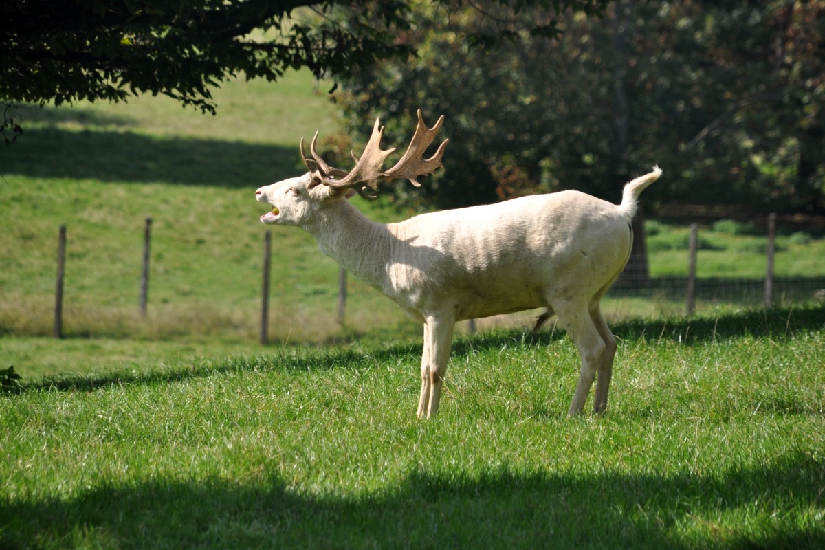 weier Damhirsch im Wildpark (ALLENSBACH, Landkreis Konstanz/Deutschland, 29.09.2014)