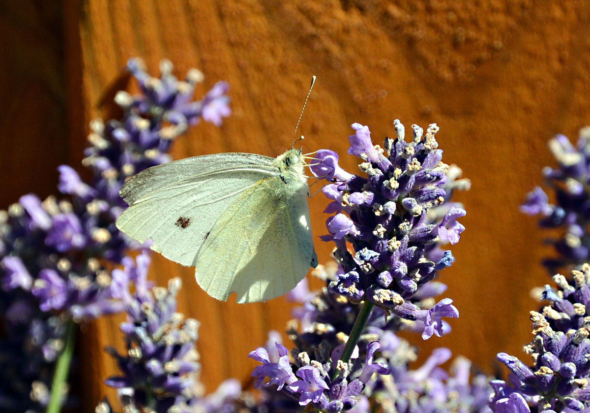 Weisser Falter im Garten - 10.07.2015