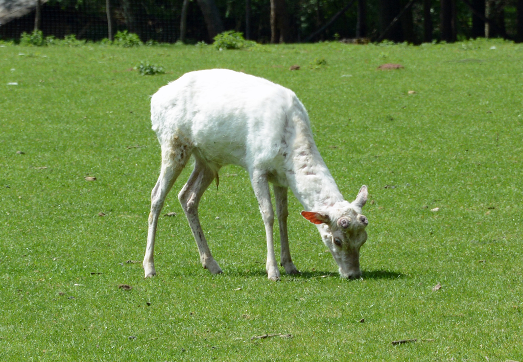 Weisser junger Damhirsch im Hochwildpark Rheinland bei Kommern - 10.05.2015