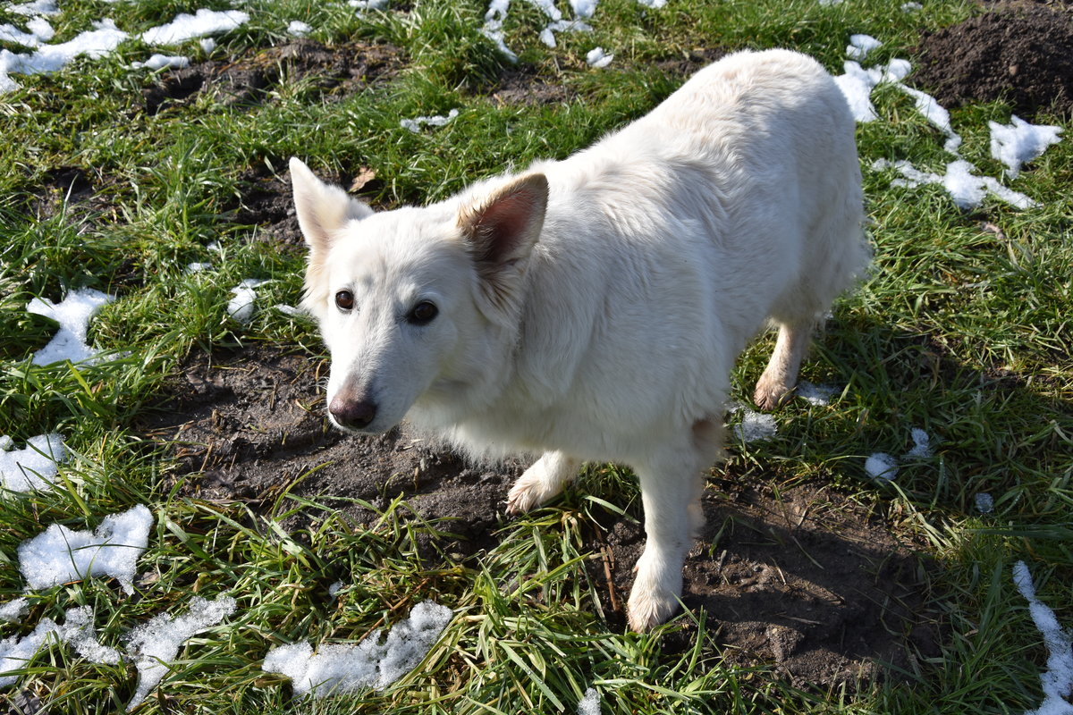 Weier Schferhund (♀) (RADOLFZELL am Bodensee, Landkreis Konstanz/Deutschland, 27.02.2016)