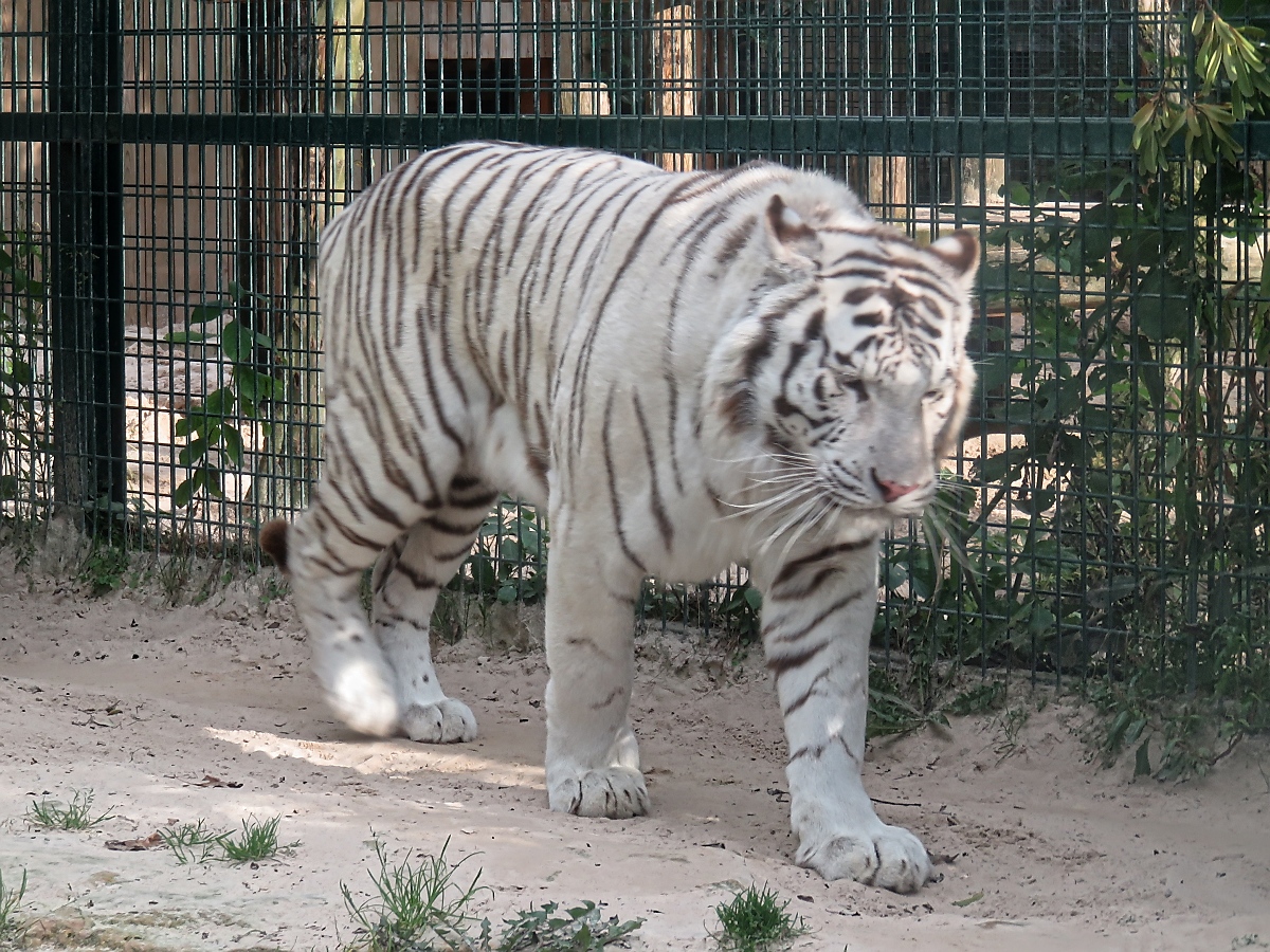 Weier Tiger im Zoo d'Amneville, 26.9.2017