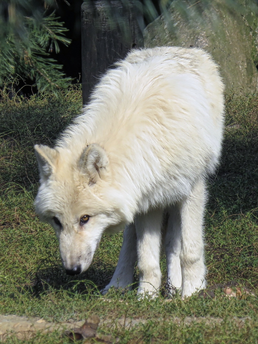 Weier Wolf (Polarwolf) im Zoo d'Amneville, 26.9.2017 