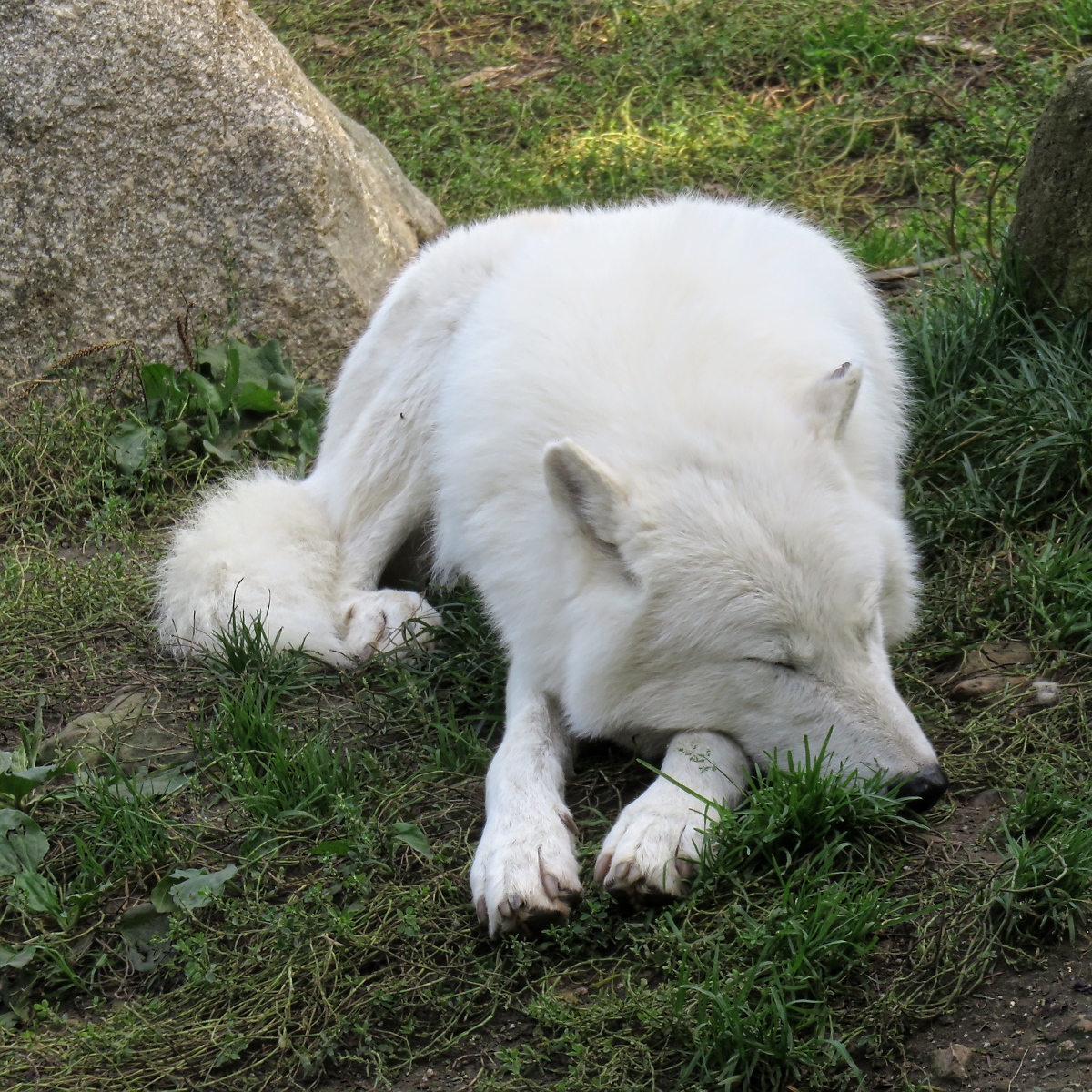 Weißer Wolf (Polarwolf) im Zoo d'Amneville, 26.9.2017 