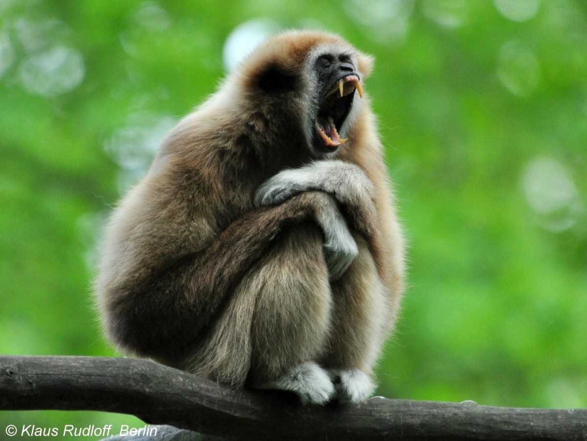 Weihandgibbon (Hylobates lar) im Tierpark Cottbus.