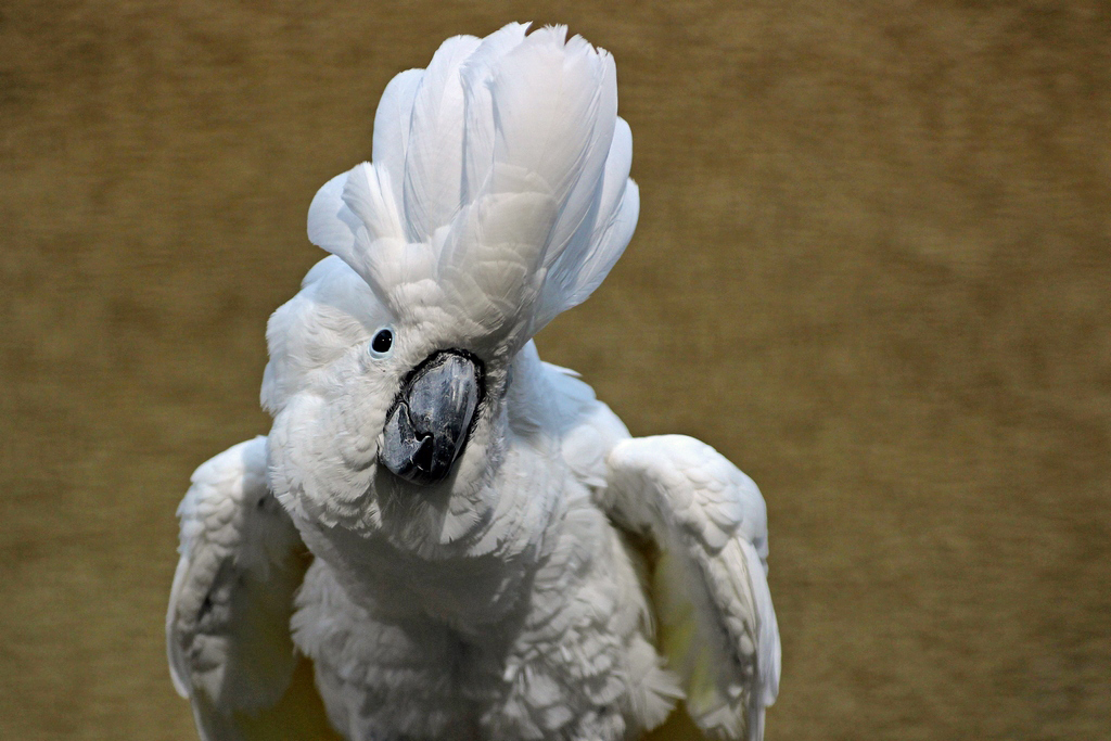 Eigentliche Kakadus (Cacatua) Fotos - Tier-fotos.eu