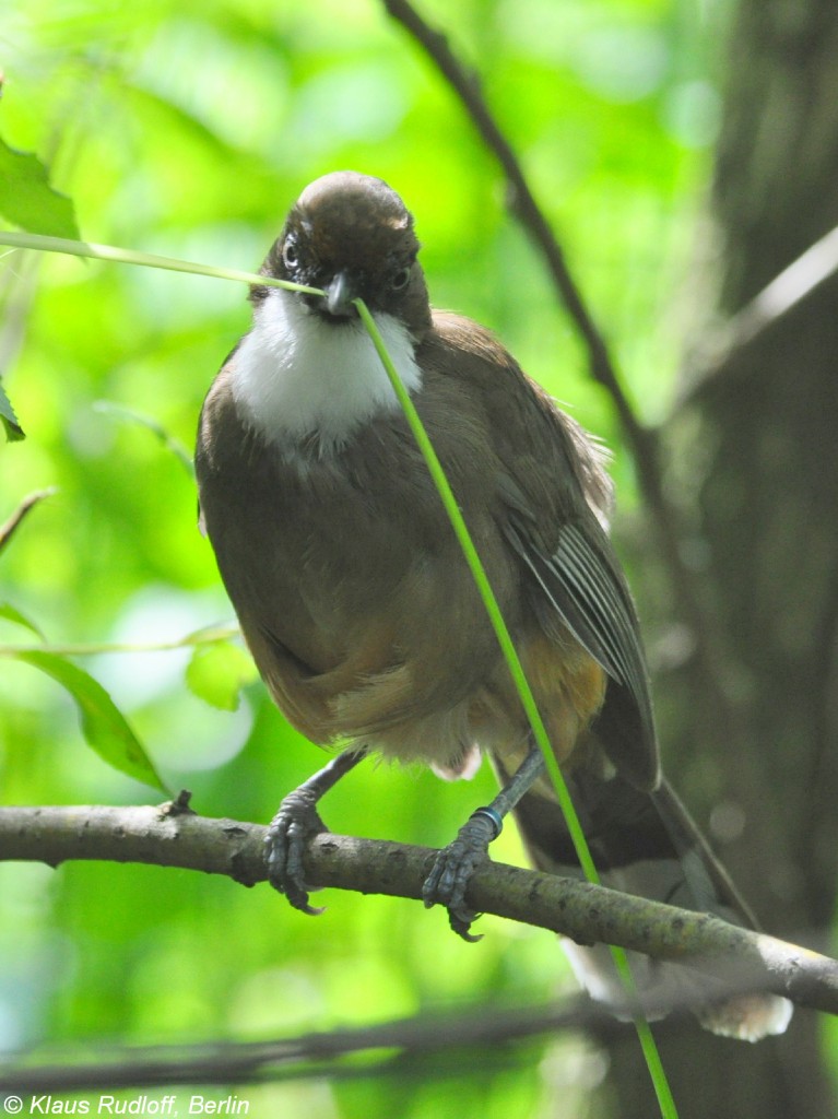 Weikehlhherling (Garrulax albogularis) im Zoo Hluboka /Tschechien beim Nistmaterialsammeln