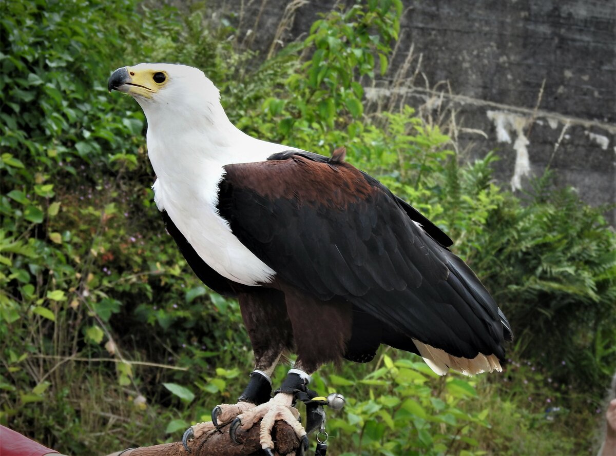 WEISSKOPF-ADLER AUS DER EIFEL AN DER SIEG
Mit Dank an die Falknerei HELLENTHAL/EIFEL fr die herrlichen Vorstellungen ihrer Greifvgel am 19.6.22 in Mudersbach/Sieg......