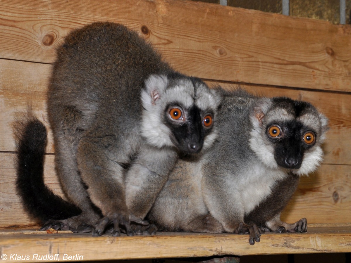 Weikopfmaki /Eulemur albifrons) im Tierpark Berlin.