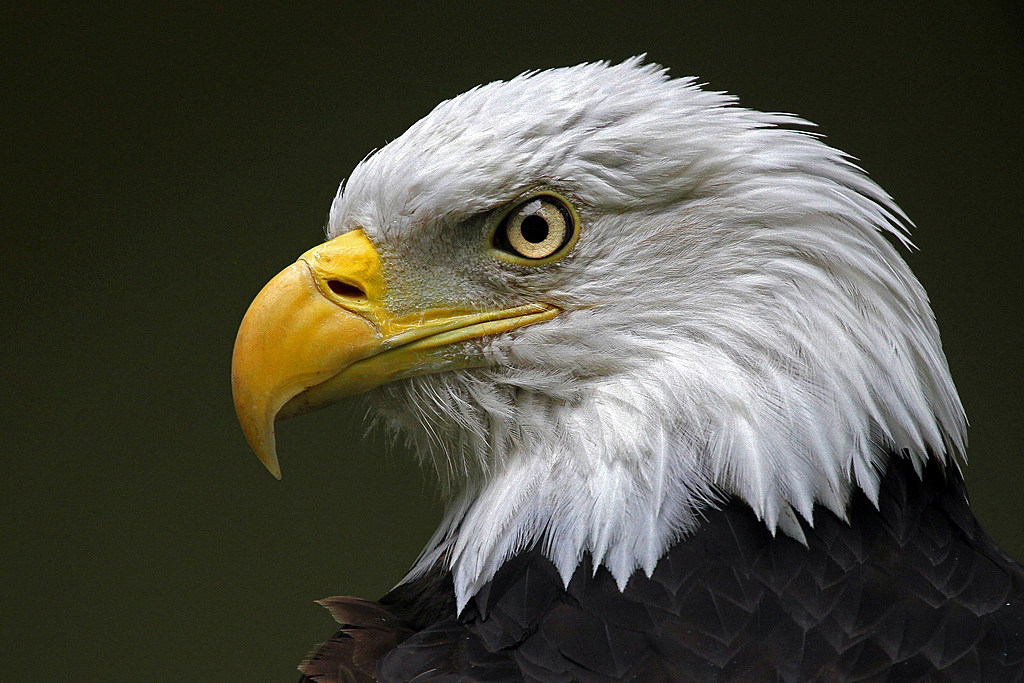 Weisskopfseeadler