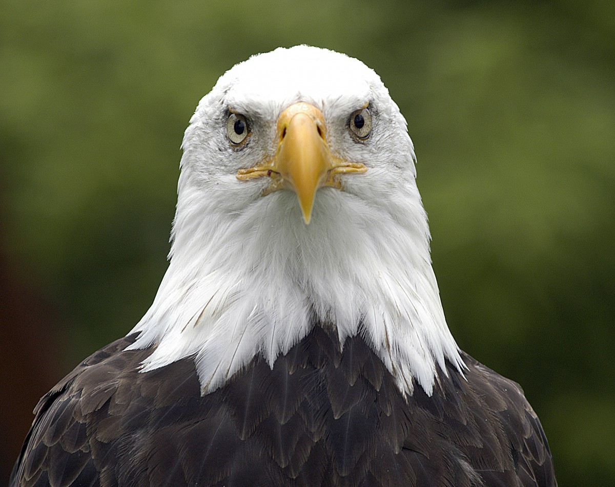 Weikopfseeadler (Haliaeetus leucocephalus).

Aufnahmedatum: 27. Juli 2007.