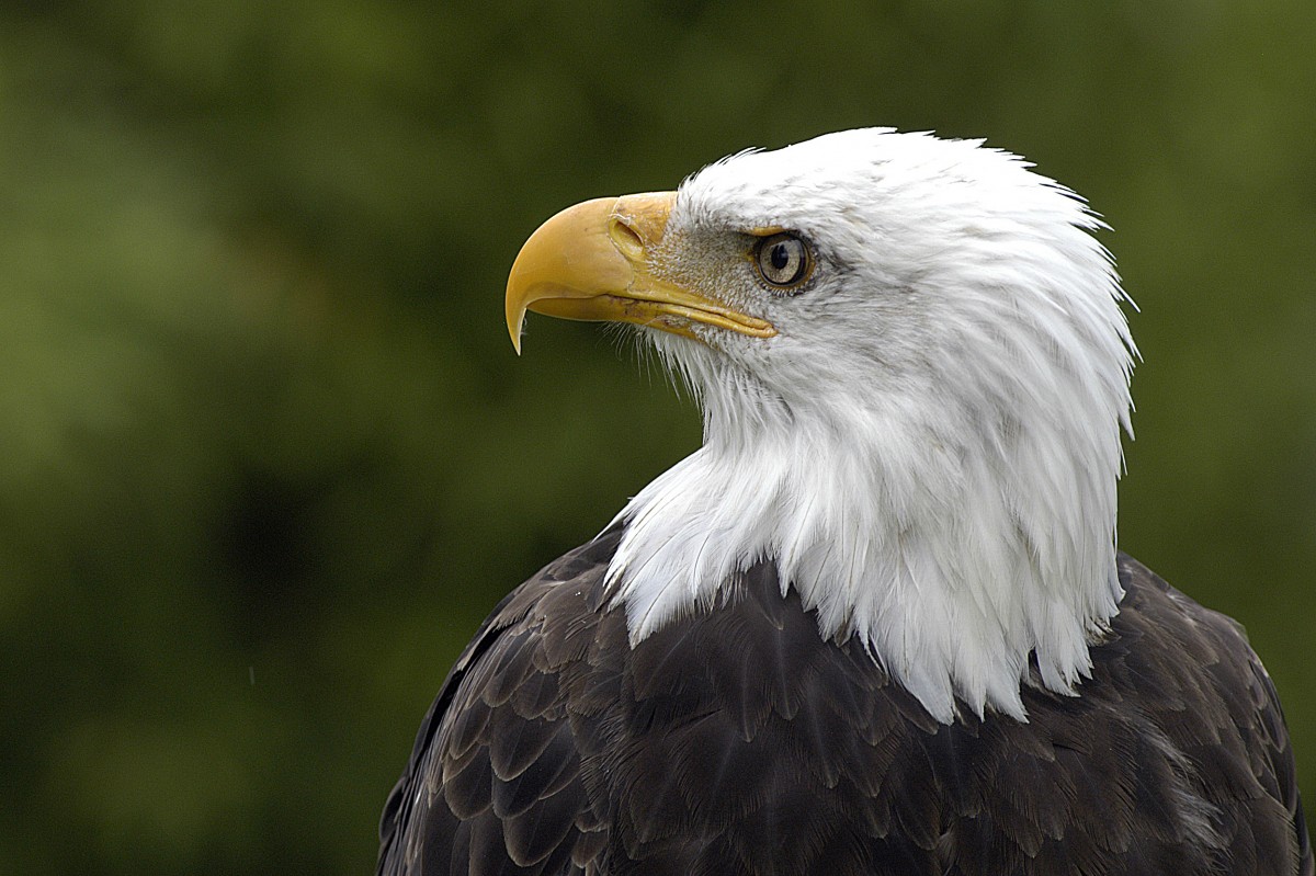 Weikopfseeadler (Haliaeetus leucocephalus).

Aufnahmedatum: 27. Juli 2007.