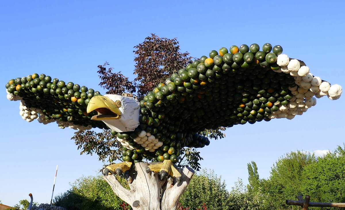  Weikopfseeadler , Krbis-Kunst auf dem Bohrerhof in Feldkirch/Markgrflerland, Sept.2022