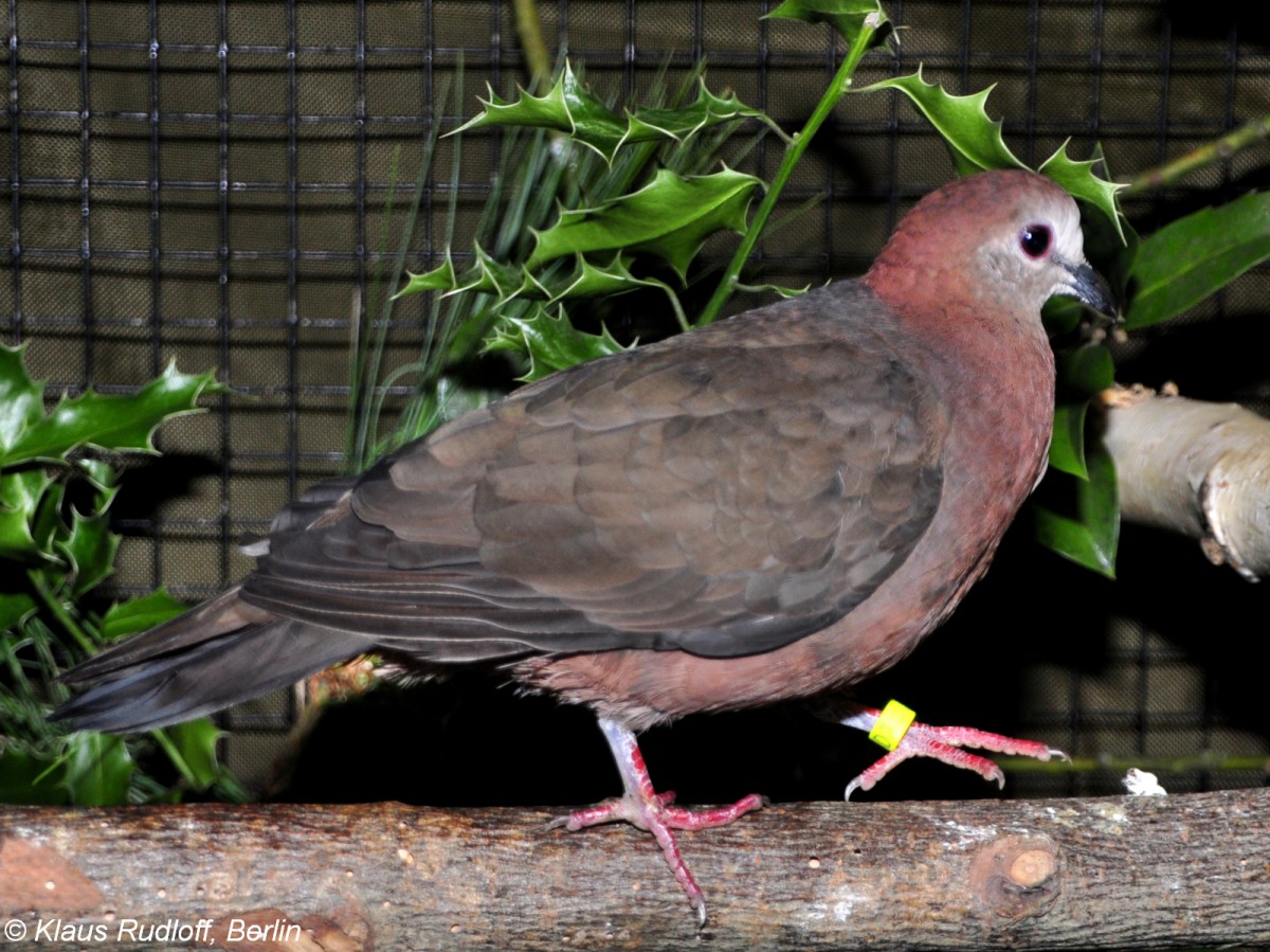 Weimaskentaube (Columba larvata) auf der Landesvogelschau Recklinghausen (Januar 2014).