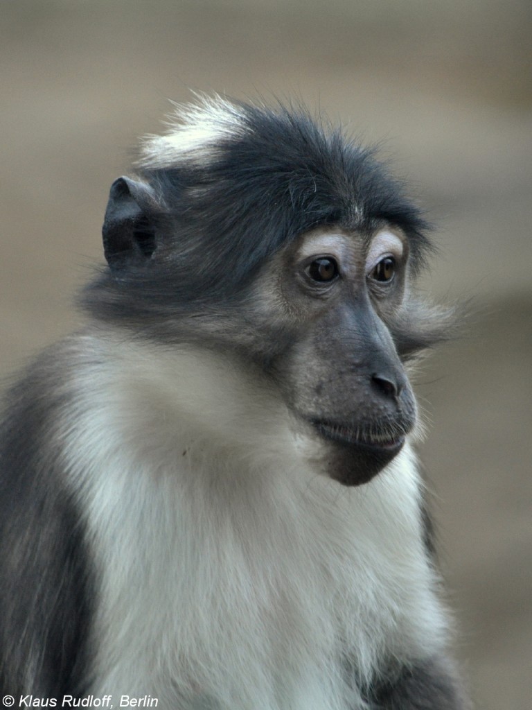 Weischeitelmangabe (Cercocebus atys lunulatus) im Zoo Osnabrck (2012).