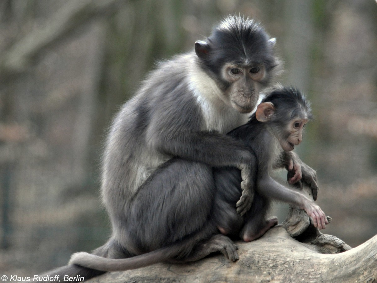 Weischeitelmangabe (Cercocebus atys lunulatus) im Zoo Osnabrck (2012).