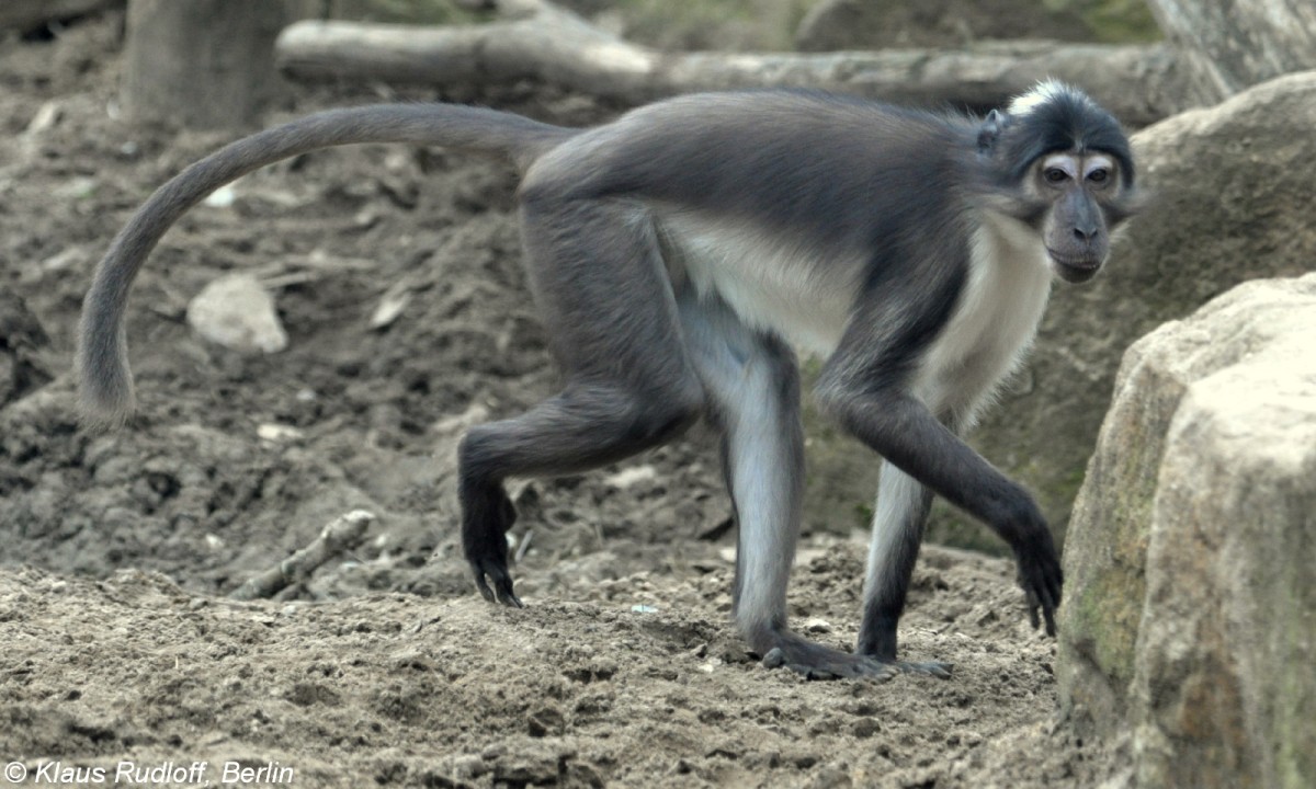 Weischeitelmangabe (Cercocebus atys lunulatus) im Zoo Osnabrck (2012).