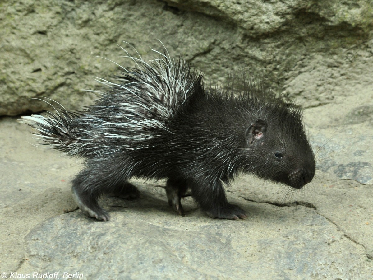 Weischwanz-Stachelschwein (Hystrix indica leucura). Jungtier im Tierpark Berlin