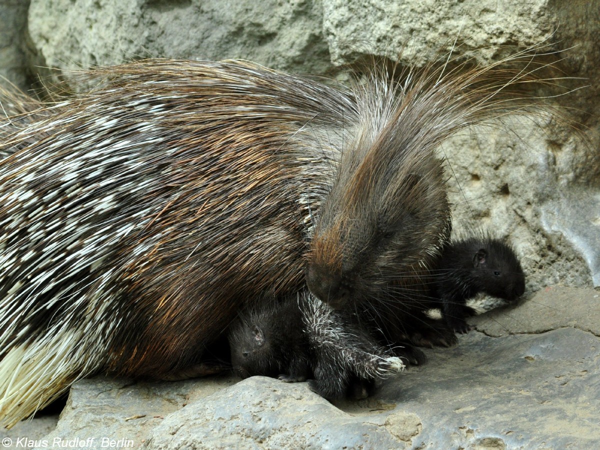 Weischwanz-Stachelschwein (Hystrix indica leucura). Weibchen und Jungtiere im Tierpark Berlin