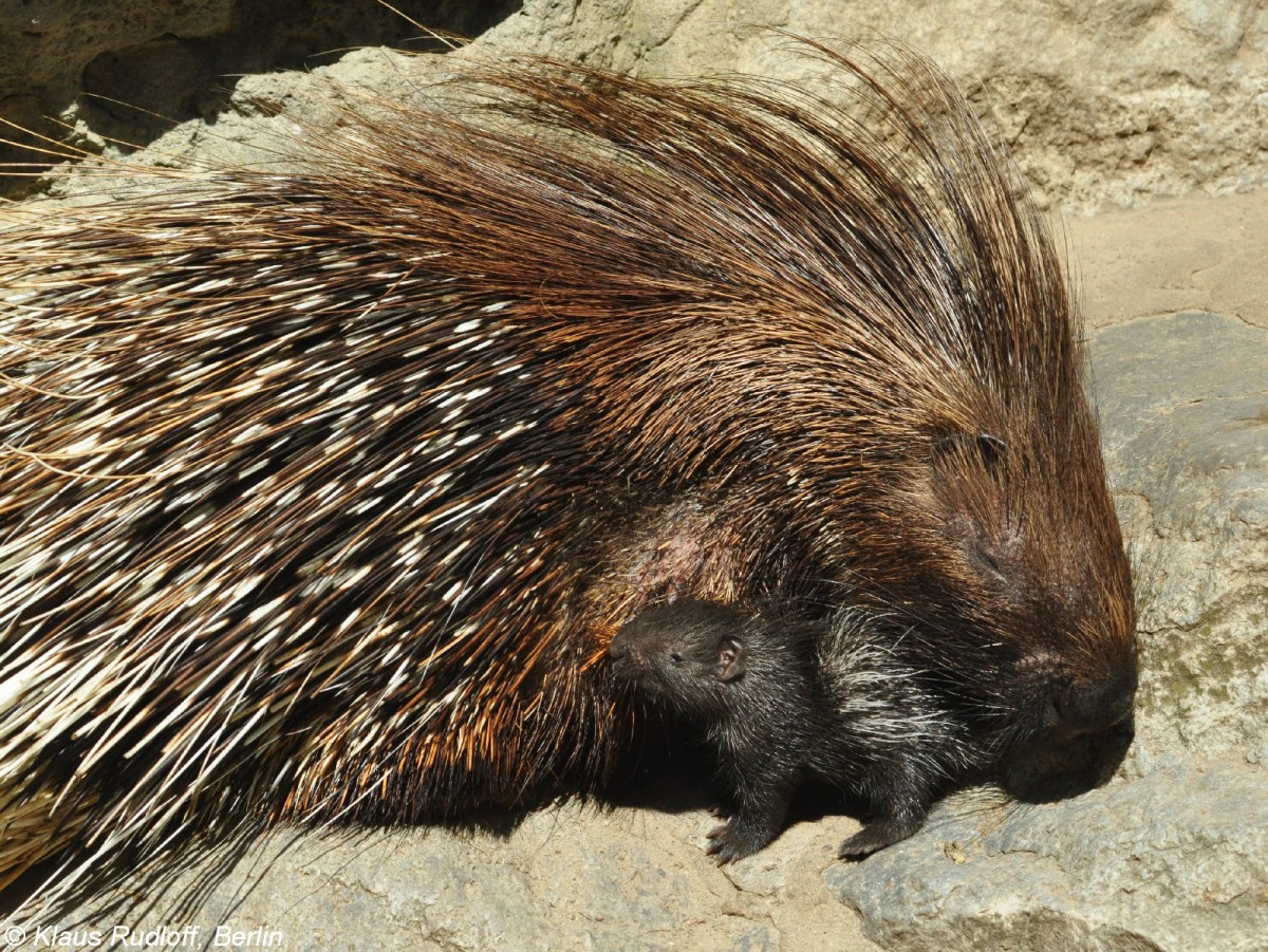 Weischwanz-Stachelschwein (Hystrix indica leucura). Weibchen und Jungtier im Tierpark Berlin