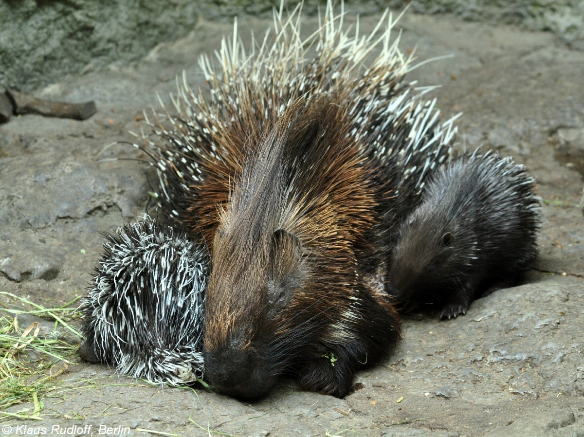 Weischwanz-Stachelschwein (Hystrix indica leucura). Weibchen mit Jungtieren im Tierpark Berlin.