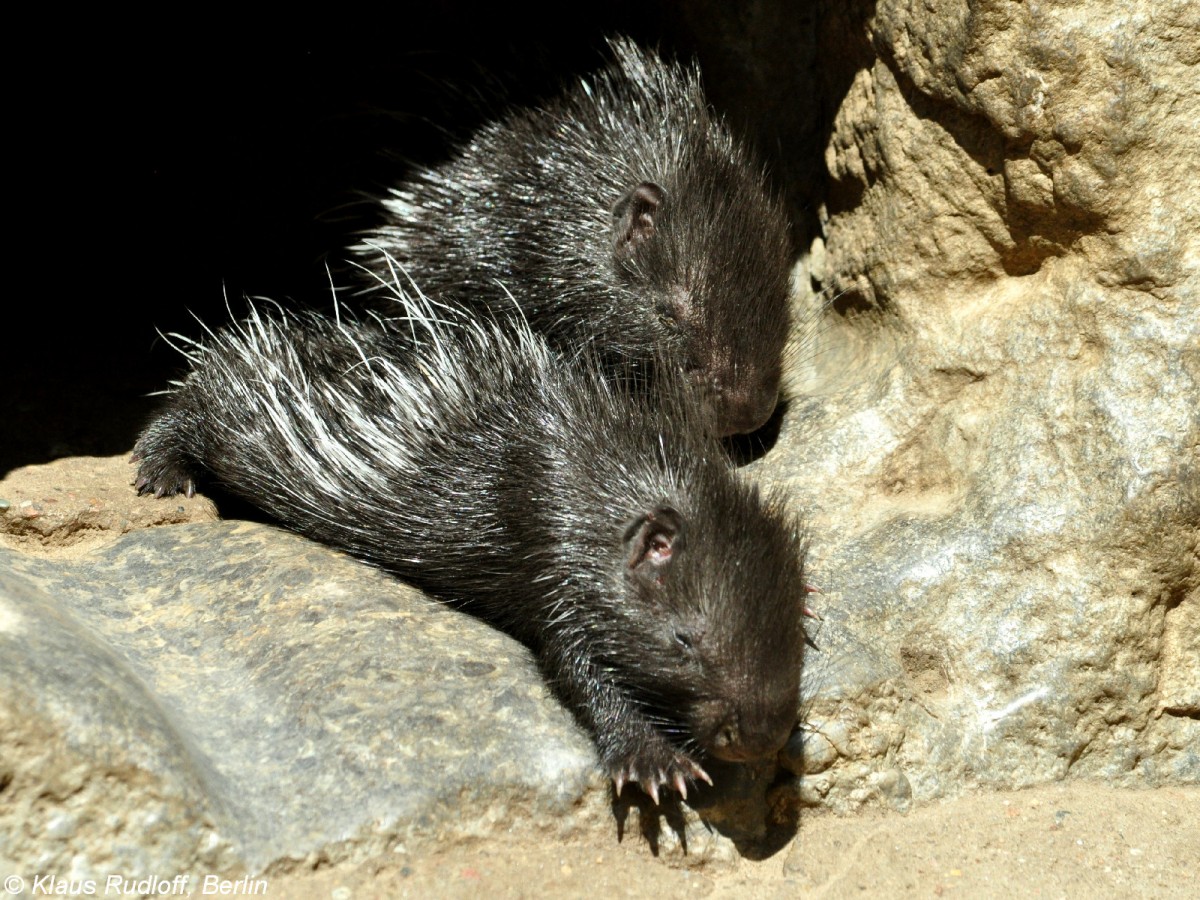 Weischwanz-Stachelschwein-Junge (Hystrix indica leucura) im Tierpark Berlin