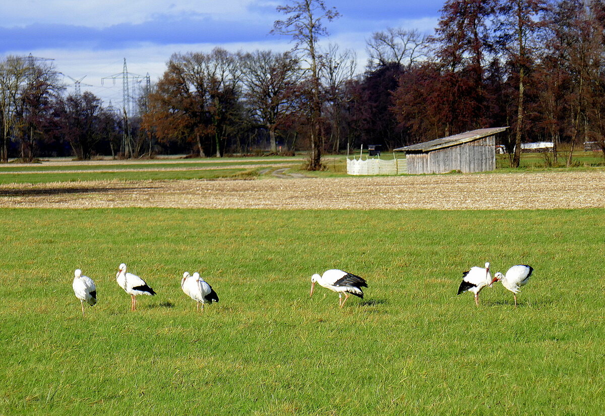 Weistrche in der Rheinebene im Breisgau, Abflug verpat ?, Nov. 2025