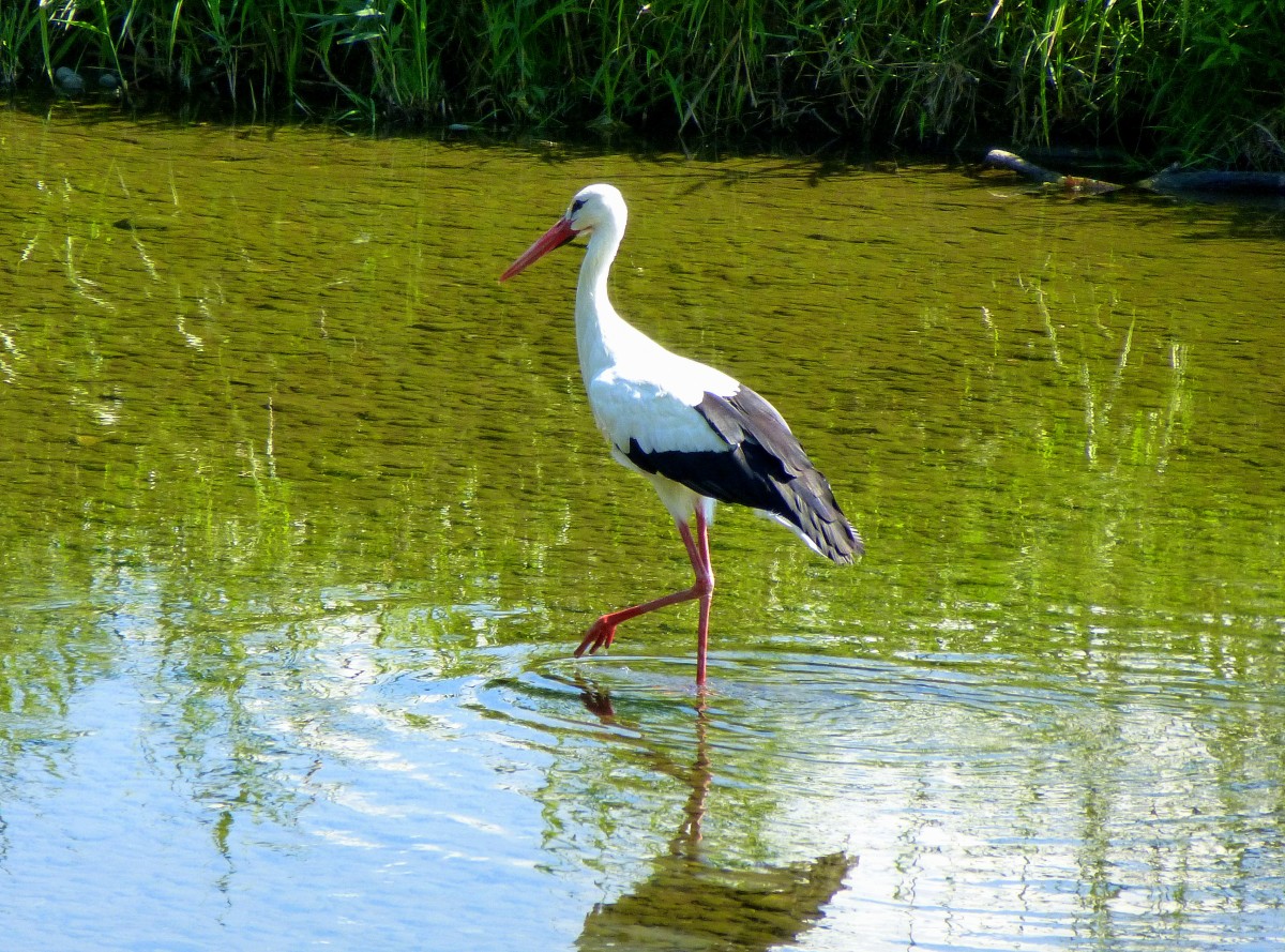 Weistorch auf Futtersuche in der Dreisam/Rheinebene, Aug.2015