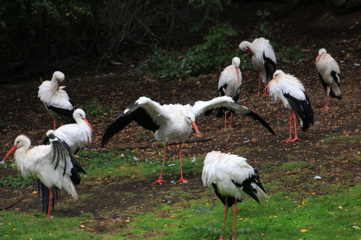 Weistorchkolonie im Weltvogelpark Walsrode am 05.10.2020. 