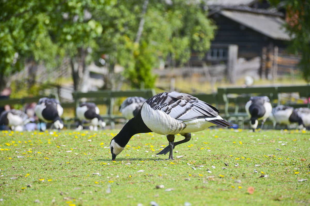 Weiwangengans (Branta leucopsis) im Freilichtmuseum Skansen in Stockholm. Aufnahme: 25. Juli 2017.