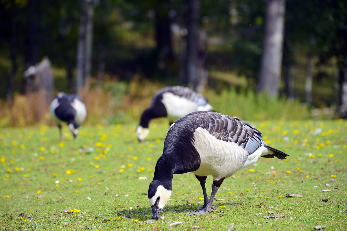 Weiwangengans (Branta leucopsis) im Freilichtmuseum Skansen in Stockholm. Aufnahme: 25. Juli 2017.