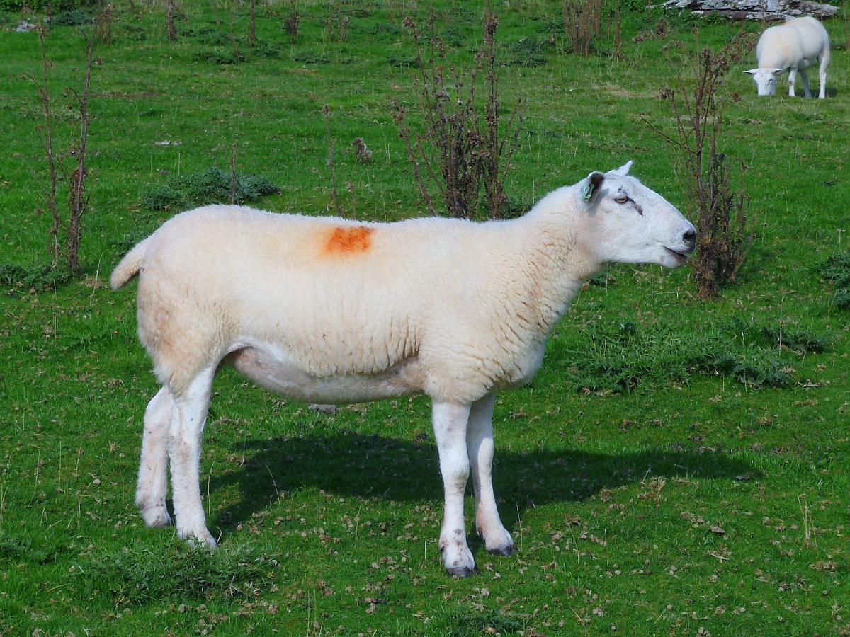 Welsh Mountain Sheep (Walisisches Bergschaf) im Brecon Beacons National Park, am Aufstieg zum Twyn-y-gaer, 15.09.16