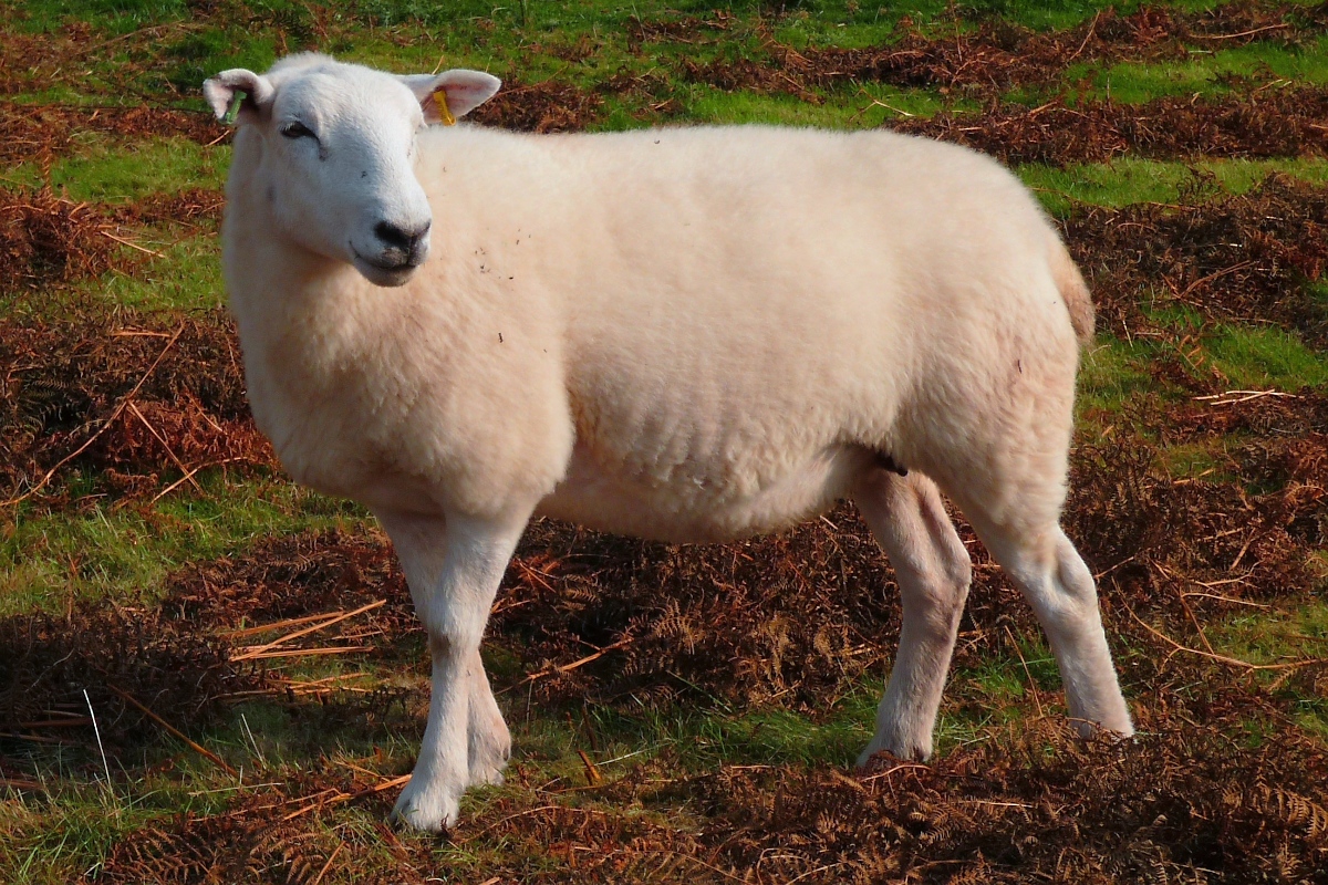 Welsh Mountain Sheep (Walisisches Bergschaf) im Brecon Beacons National Park, am Aufstieg zum Twyn-y-gaer, 15.09.16