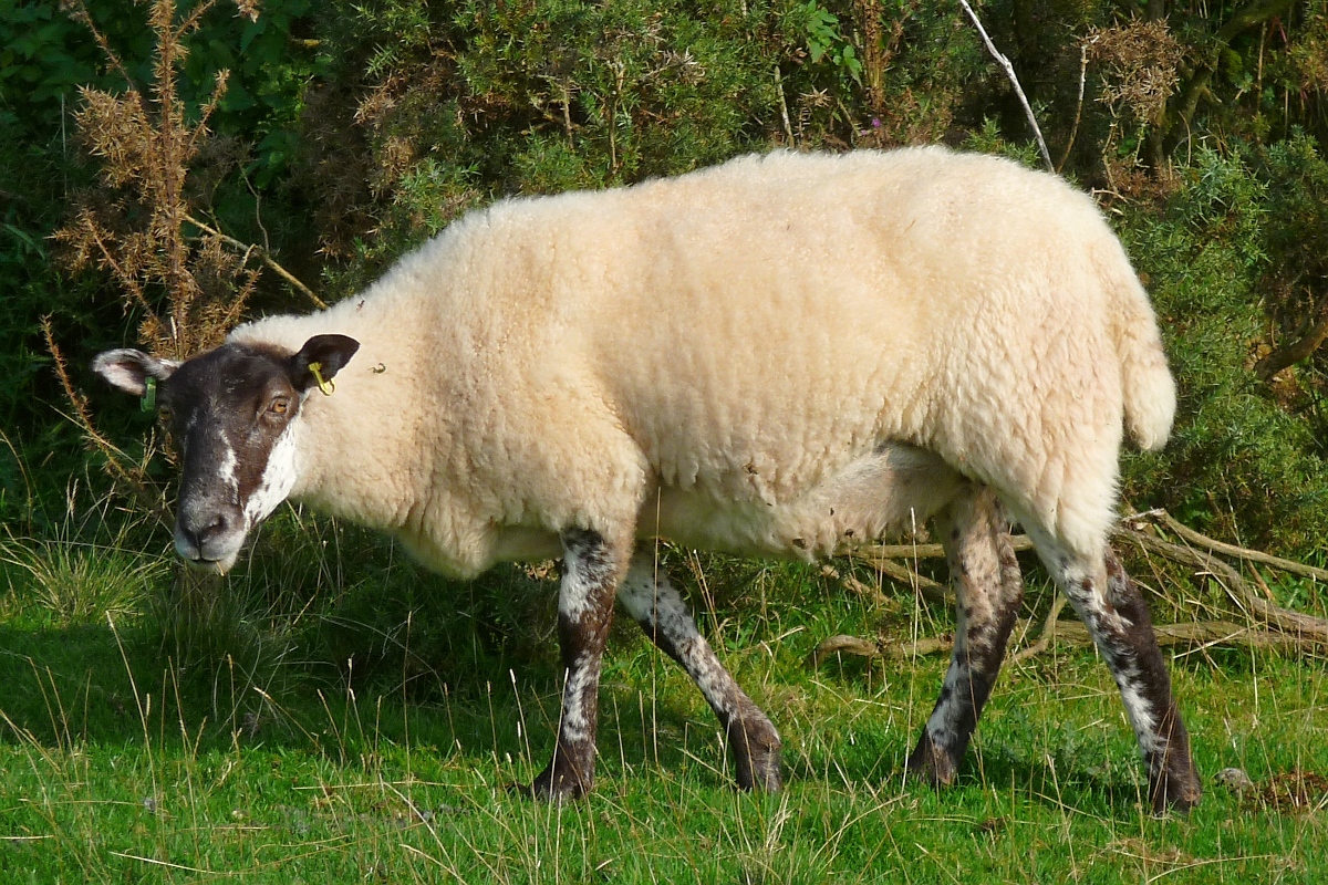 Welsh Mountain Sheep (Walisisches Bergschaf) im Brecon Beacons National Park, am Aufstieg zum Twyn-y-gaer, 15.09.16 