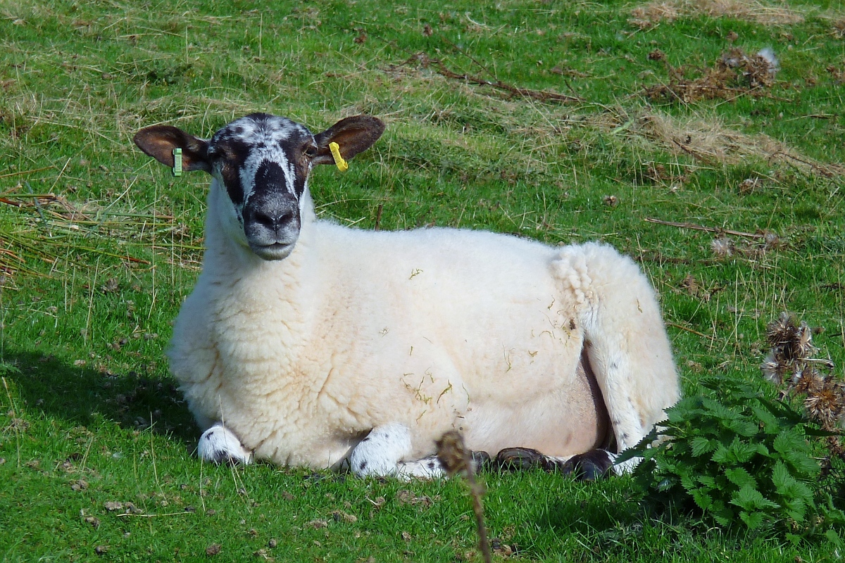 Welsh Mountain Sheep (Walisisches Bergschaf) im Brecon Beacons National Park, am Aufstieg zum Twyn-y-gaer, 15.09.16 