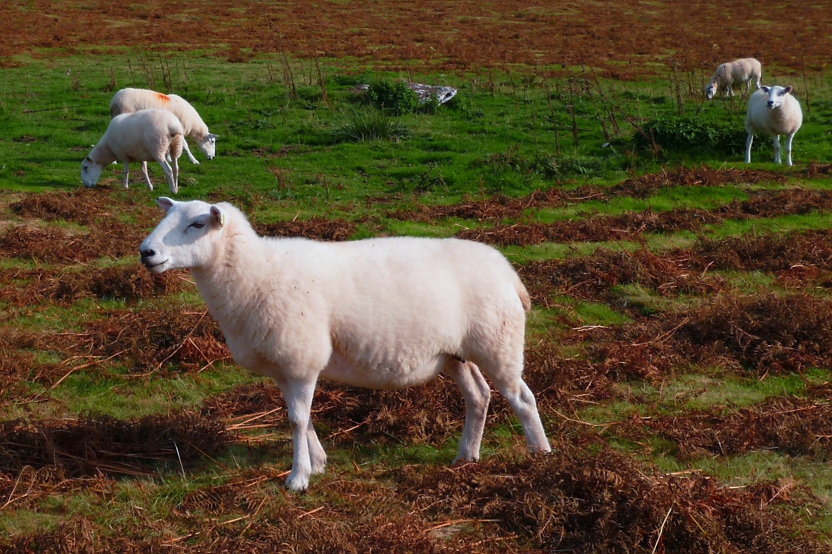 Welsh Mountain Sheep (Walisisches Bergschaf) im Brecon Beacons National Park, am Aufstieg zum Twyn-y-gaer, 15.09.16 