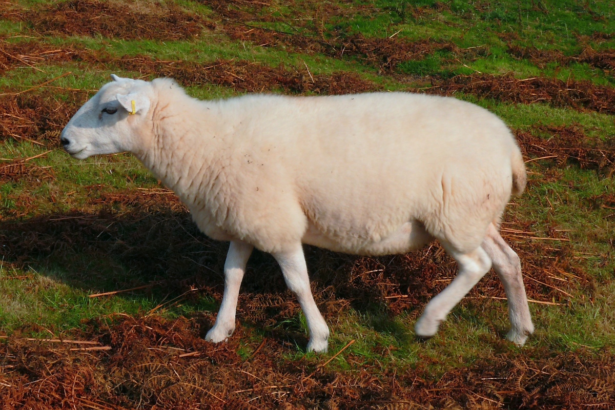 Welsh Mountain Sheep (Walisisches Bergschaf) im Brecon Beacons National Park, am Aufstieg zum Twyn-y-gaer, 15.09.16 