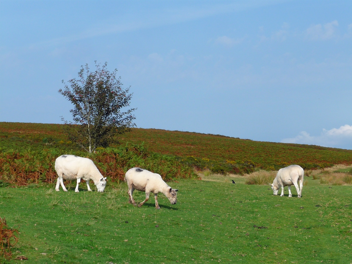 Welsh Mountain Sheeps (Walisische Bergschafe) im Brecon Beacons National Park, Mynydd Illtud, 15.09.16