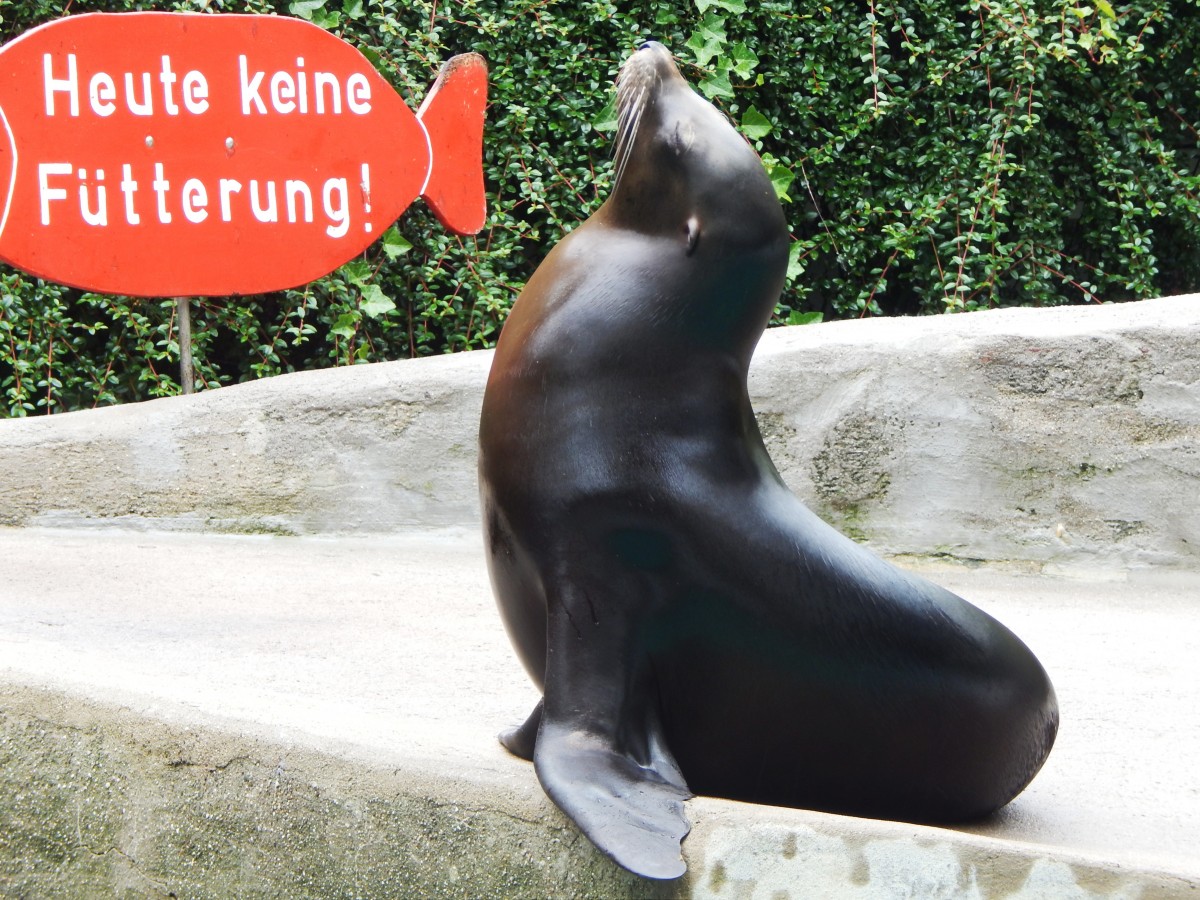 WENN EIN SEEHUND PROTESTIERT.....

dann gegen DAS,was auf dem Hinweisschild hinter ihm steht!!!!Habe ihn am 29.6.14
im WUPPERTALER Zoo fotografiert und ihn erst fr eine Bronzestatue gehalten,weil

er so stoisch in dieser Pose verharrte- sich dann aber doch langsam mal bewegte....