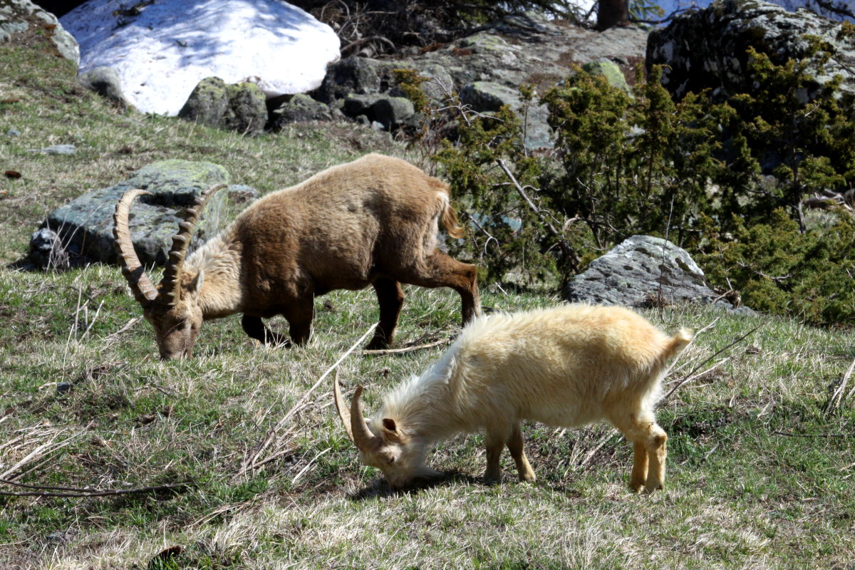  Wenn ich mal gro bin, will ich ein Steinbock sein!  Das erzhlte mal ein kleines walliser Bcklein allen Tieren auf dem Bauernhof. Als er grer wurde, ri er aus und schloss sich einer Gruppe seiner Vorbilder an. Seitdem durchstreift dieser Ziegenbock mit seinen neuen Freunden die Bergwelt der Walliser Alpen. Das ist kein Zoo! Das ist kein Wildpark! Das sind die Walliser Alpen bei Fionnay; 24.04.2021