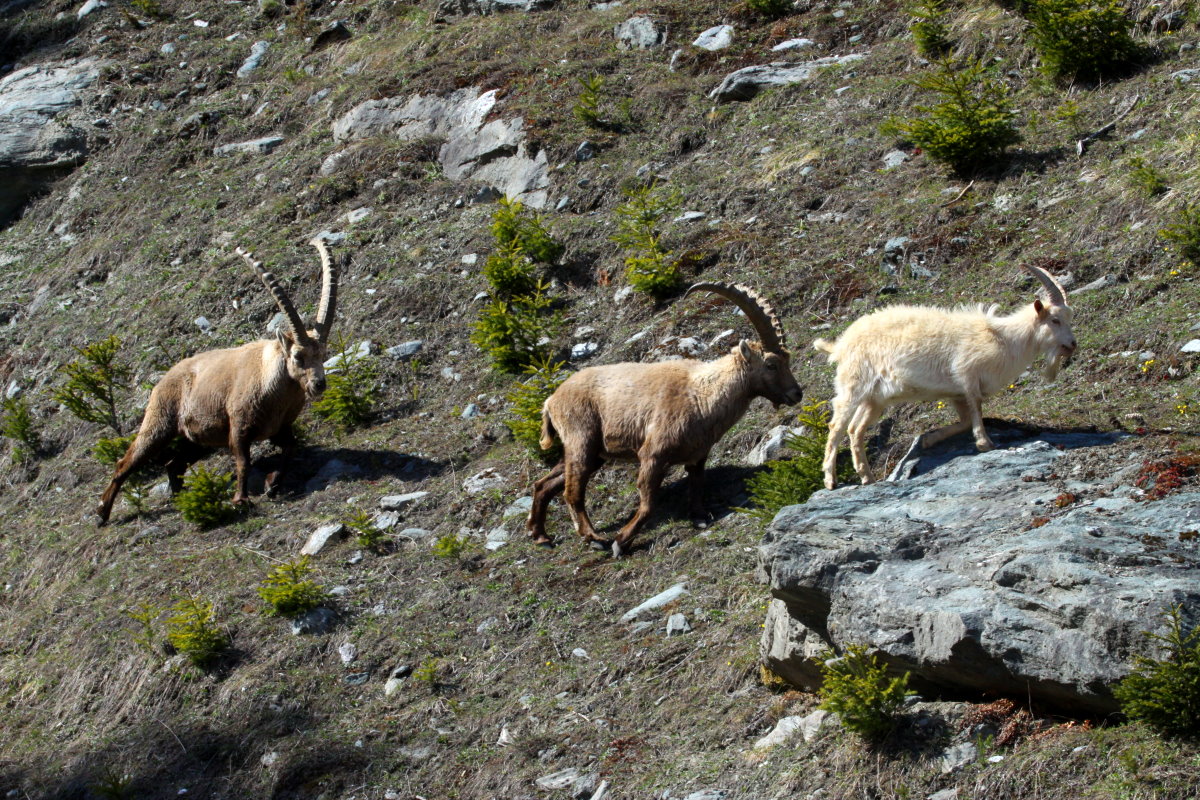  Wenn ich mal gro bin, will ich ein Steinbock sein!  Das erzhlte mal ein kleines walliser Bcklein allen Tieren auf dem Bauernhof. Als er grer wurde, ri er aus und schloss sich einer Gruppe seiner Vorbilder an. Seitdem durchstreift dieser Ziegenbock mit seinen neuen Freunden die Bergwelt der Walliser Alpen. Das ist kein Zoo! Das ist kein Wildpark! Das sind die Walliser Alpen bei Fionnay; 24.04.2021