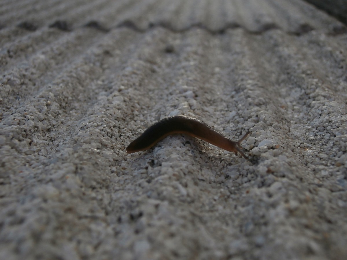 Wer baut denn hier so viele Hubbel hintereinander da kommt man ja nur langsam voran.
Kleine Nacktschnecke am Morgen des 27.8 auf der Bahnsteig Linie in Anrath fotografiert.

Anrath 27.08.2014