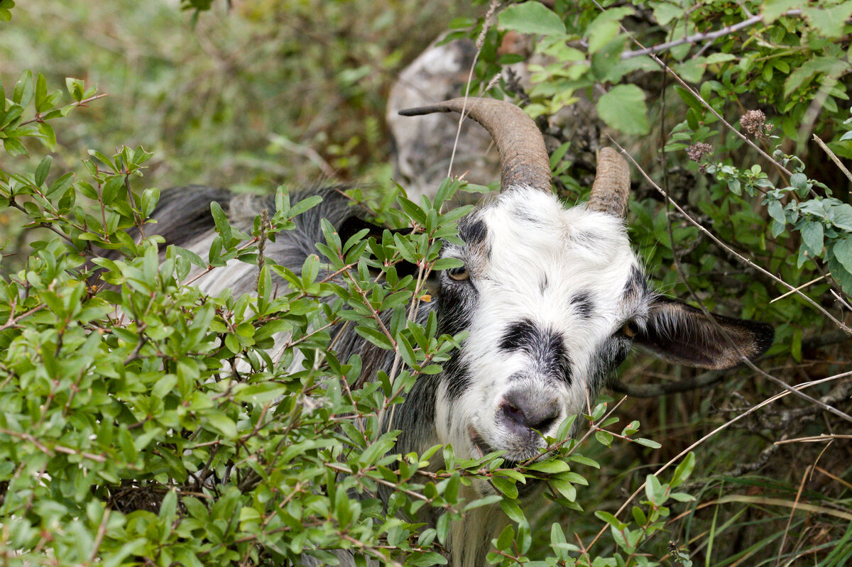 Wer schaut denn da aus dem Gebüsch? Eine der genügsamen Ziegen, welche am 28.09.2022 oberhalb Kotors (Montenegro) in einer Gruppe von ca. 20-30 Tieren gehalten werden. 
