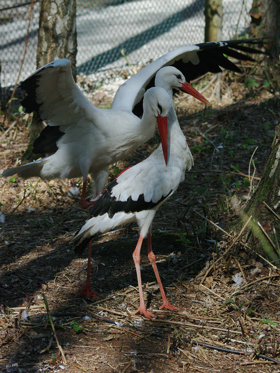 Werben und Umworben werden bei den Weistrchen. (Gstrow, April 2009)